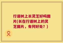 行道树上长灵芝好吗图片(长在行道树上的灵芝图片，有何好处？)