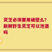 灵芝必须要用破壁么？新鲜野生灵芝可以泡酒吗