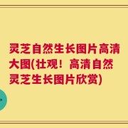灵芝自然生长图片高清大图(壮观！高清自然灵芝生长图片欣赏)