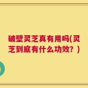 破壁灵芝真有用吗(灵芝到底有什么功效？)