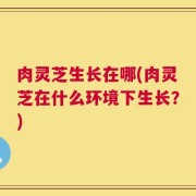 肉灵芝生长在哪(肉灵芝在什么环境下生长？)