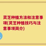 灵芝种植方法和注意事项(灵芝种植技巧与注意事项简介)