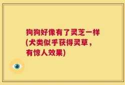 狗狗好像有了灵芝一样(犬类似乎获得灵草，有惊人效果)