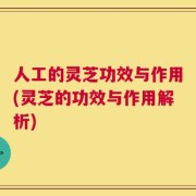 人工的灵芝功效与作用(灵芝的功效与作用解析)