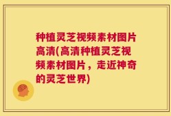 种植灵芝视频素材图片高清(高清种植灵芝视频素材图片，走近神奇的灵芝世界)