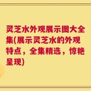 灵芝水外观展示图大全集(展示灵芝水的外观特点，全集精选，惊艳呈现)