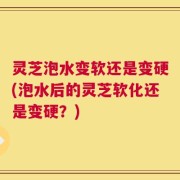 灵芝泡水变软还是变硬(泡水后的灵芝软化还是变硬？)