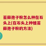 苔藓孢子粉怎么种在石头上(在石头上种植苔藓孢子粉的方法)