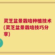灵芝盆景栽培种植技术(灵芝盆景栽培技巧分享)