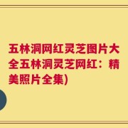 五林洞网红灵芝图片大全五林洞灵芝网红：精美照片全集)