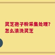 灵芝孢子粉采集处理？怎么清洗灵芝