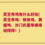 灵芝养鸡有什么好处(灵芝养鸡：锁骨鸡、黄瘤鸡、沙门氏菌等病毒说拜拜！)