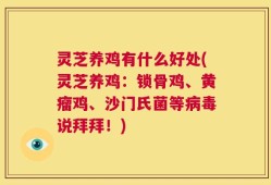 灵芝养鸡有什么好处(灵芝养鸡：锁骨鸡、黄瘤鸡、沙门氏菌等病毒说拜拜！)