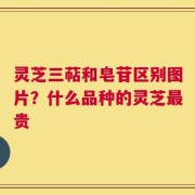 灵芝三萜和皂苷区别图片？什么品种的灵芝最贵