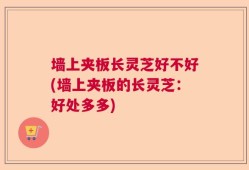 墙上夹板长灵芝好不好(墙上夹板的长灵芝：好处多多)