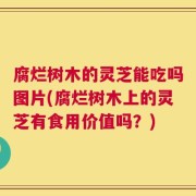 腐烂树木的灵芝能吃吗图片(腐烂树木上的灵芝有食用价值吗？)