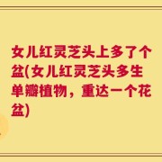 女儿红灵芝头上多了个盆(女儿红灵芝头多生单瓣植物，重达一个花盆)
