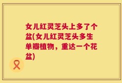女儿红灵芝头上多了个盆(女儿红灵芝头多生单瓣植物，重达一个花盆)