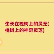 生长在槐树上的灵芝(槐树上的神奇灵芝)
