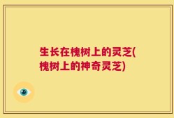 生长在槐树上的灵芝(槐树上的神奇灵芝)