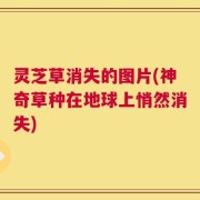 灵芝草消失的图片(神奇草种在地球上悄然消失)