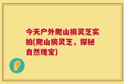 今天户外爬山摘灵芝实拍(爬山摘灵芝，探秘自然瑰宝)