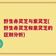 野生赤灵芝与紫灵芝(野生赤灵芝和紫灵芝的区别分析)