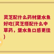灵芝配什么药材堡水鱼好吃(灵芝搭配什么中草药，堡水鱼口感更佳)