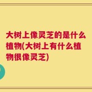 大树上像灵芝的是什么植物(大树上有什么植物很像灵芝)
