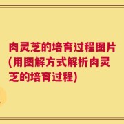 肉灵芝的培育过程图片(用图解方式解析肉灵芝的培育过程)