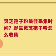 灵芝孢子粉最佳采集时间？野生灵芝孢子粉怎么收集