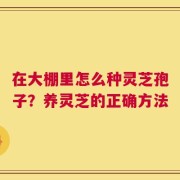 在大棚里怎么种灵芝孢子？养灵芝的正确方法