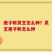 孢子粉灵芝怎么种？灵芝孢子粉怎么种