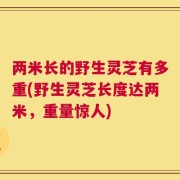 两米长的野生灵芝有多重(野生灵芝长度达两米，重量惊人)