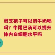 灵芝孢子可以泡牛奶喝吗？牛尾巴汤可以提升体内白细胞水平吗