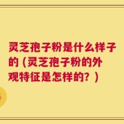 灵芝孢子粉是什么样子的 (灵芝孢子粉的外观特征是怎样的？)