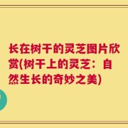 长在树干的灵芝图片欣赏(树干上的灵芝：自然生长的奇妙之美)