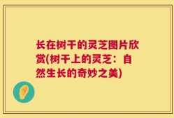 长在树干的灵芝图片欣赏(树干上的灵芝：自然生长的奇妙之美)