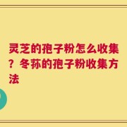 灵芝的孢子粉怎么收集？冬荪的孢子粉收集方法