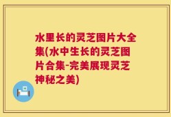 水里长的灵芝图片大全集(水中生长的灵芝图片合集-完美展现灵芝神秘之美)
