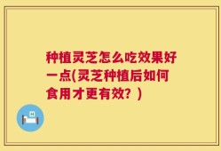 种植灵芝怎么吃效果好一点(灵芝种植后如何食用才更有效？)