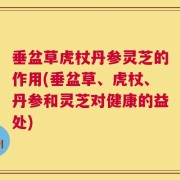 垂盆草虎杖丹参灵芝的作用(垂盆草、虎杖、丹参和灵芝对健康的益处)