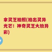拿灵芝拍照(拍出灵异光芒！神奇灵芝大放异彩)
