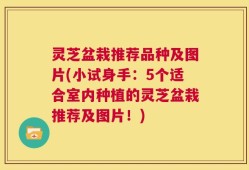灵芝盆栽推荐品种及图片(小试身手：5个适合室内种植的灵芝盆栽推荐及图片！)