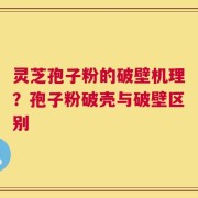 灵芝孢子粉的破壁机理？孢子粉破壳与破壁区别