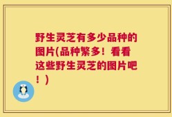 野生灵芝有多少品种的图片(品种繁多！看看这些野生灵芝的图片吧！)