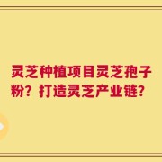 灵芝种植项目灵芝孢子粉？打造灵芝产业链？