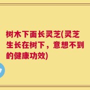 树木下面长灵芝(灵芝生长在树下，意想不到的健康功效)