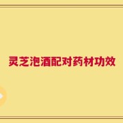 灵芝泡酒配对药材功效