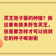 灵芝孢子菌的种植？我这里有很多野生灵芝，但是要怎样才可以找到它的种子呢谢谢